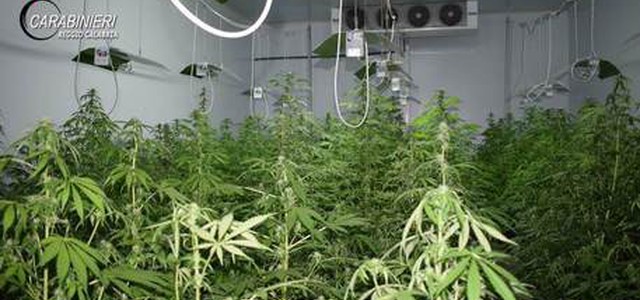Scoperta piantagione di marijuana in capannone
