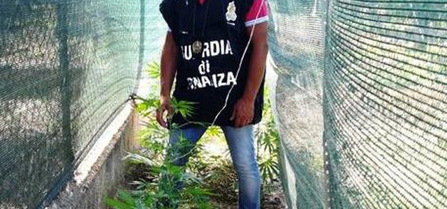 In casa serra per produrre droga, arrestato