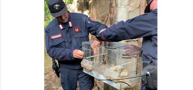 Detenzione illecita volatili, denunciato