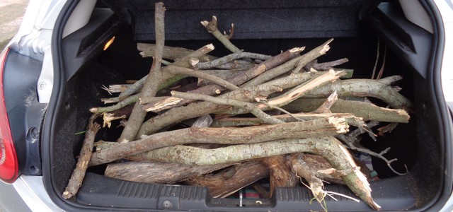 Tagliano alberi nella pineta di Cirò Marina, tre arresti