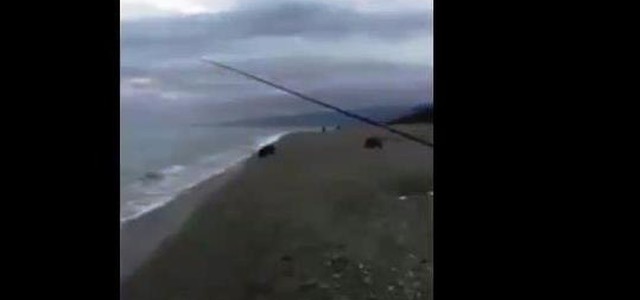 I cinghiali ancora protagonisti: un tuffo in mare a Soverato (VIDEO)