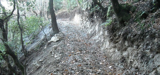 Apre pista abusiva in un bosco, denunciato 53enne