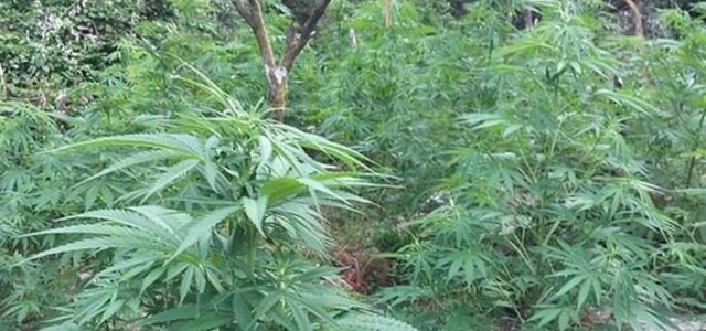 Coltivavazione canapa, 4 arresti nella locride