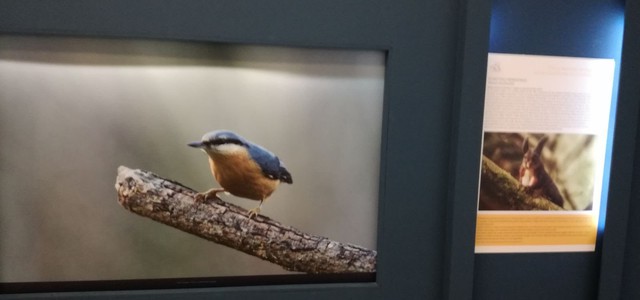 Prorogata fino al 6 maggio la mostra sulla Biodiversità dell’Aspromonte esposta al MArRC