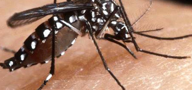 Chikungunya, 17 i casi nel Lazio, 6 a Roma. Verso stop a donazioni sangue