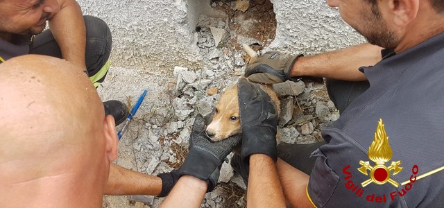 Cagnolina incastrata in intercapedine nel Catanzarese, salvata dai Vigili del Fuoco