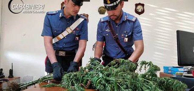 Trovata piantagione droga, tre arresti