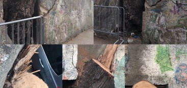 Taglio alberi sulla via del parco: uno scempio! 