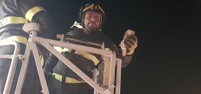 I vigili del fuoco di Siderno salvano due piccoli rapaci.