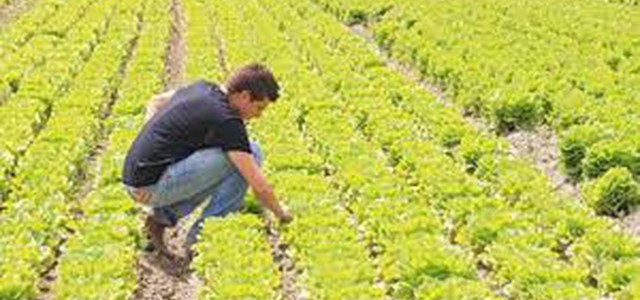 Si consolida la presenza dei giovani imprenditori in agricoltura con oltre il 6% negli ultimi cinque anni.