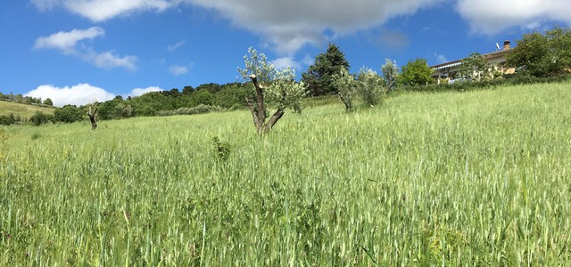 La Comunità dei grani antichi ed i mulini a pietra attivi propone una legge regionale 