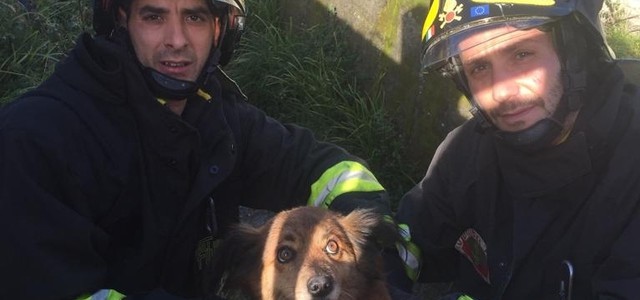 Cucciolo salvato dai vigili del fuoco a Lamezia
