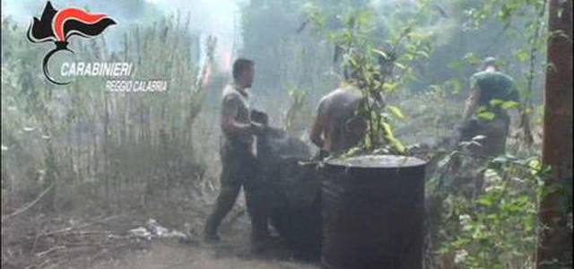 Trovate nel reggino 12000 piante di canapa
