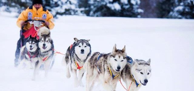 In Sila torna lo sleddog “Dogs on the snow”