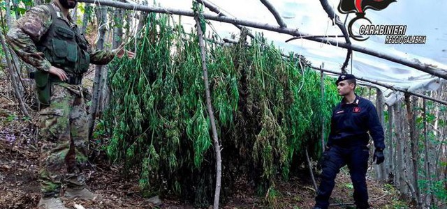 Sequestrate due piantagioni di cannabis nel Reggino