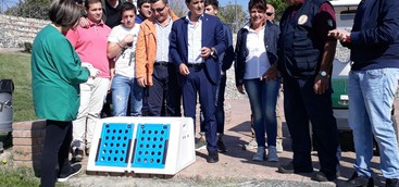Tornano a volare in libertà due poiane e un gheppio salvati dalle cure del Cras