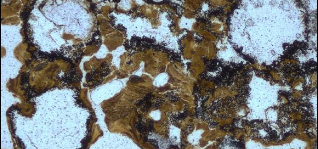 La vita sulla terraferma è nata prima del previsto