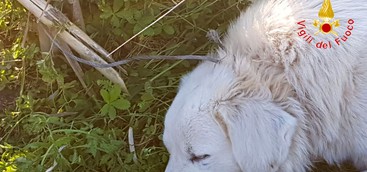 Cane finito in una trappola per cinghiali salvato dai Vigili del fuoco (FOTO)