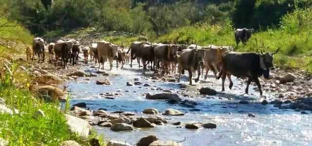 Coldiretti Calabria la transumanza è patrimonio dell’umanità emblema della montagna e delle zone interne