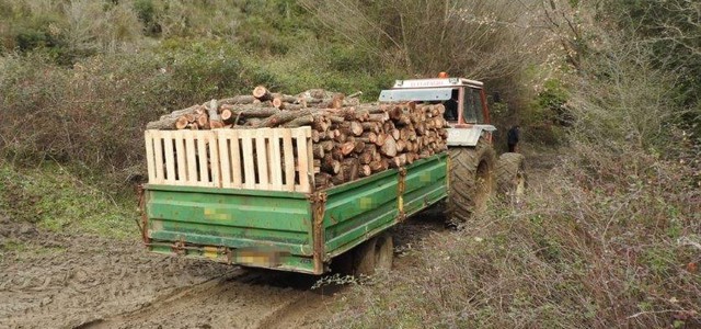 Sorpresi mentre rubano legna in un terreno privato.  Arrestate tre persone