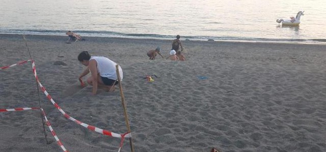 Salvati 20 esemplari di tartaruga a Belvedere Marittimo