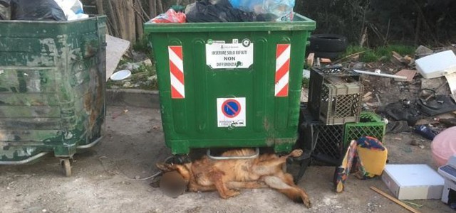 Cane trovato morto a Corigliano-Rossano non impiccato ma investito