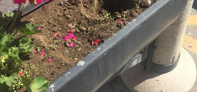 Cittadini abbelliscono con piante Lido, ma vengono rubate. Ursino: "Indagini Polizia Locale"