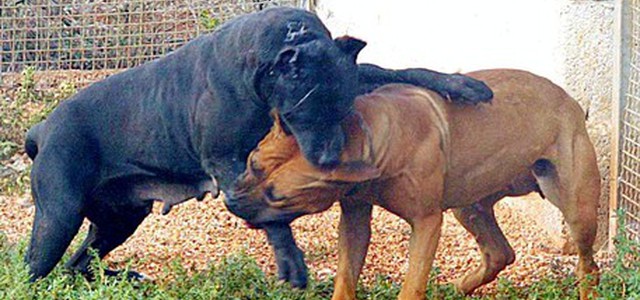 Due sorelline aggredite da due pitbull, morsi al volto