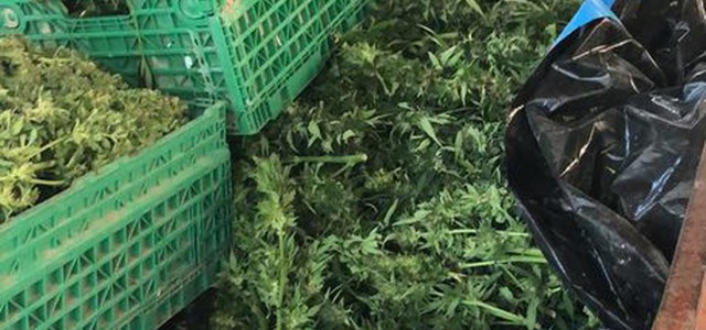 Scoperta coltivazione droga, 7 arresti
