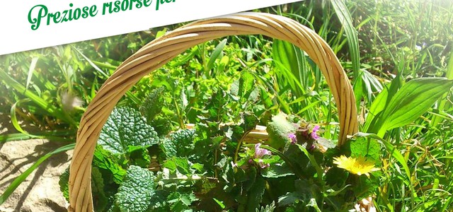 Alla scoperta delle virtù benefiche delle Erbe Spontanee ed Officinali Calabresi