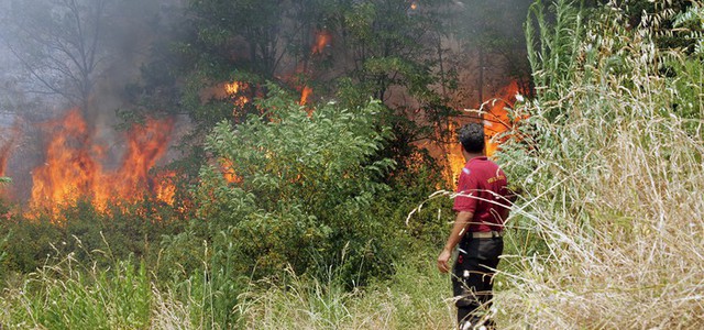 Incendi:oltre 40 nel weekend in provincia di Cosenza