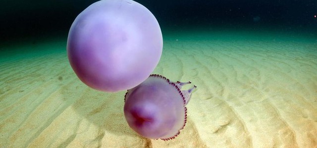Sempre più meduse nel Mediterraneo, aumentate di 10 volte