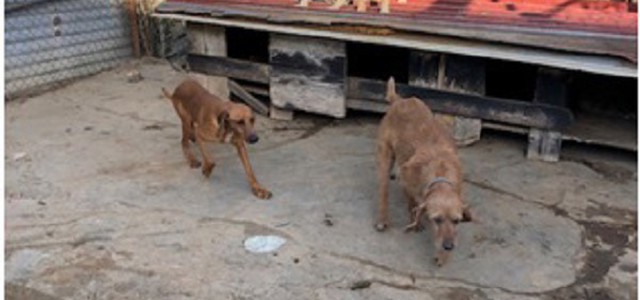 Scoperti cani tenuti illegalmente in una struttura abusiva (FOTO)