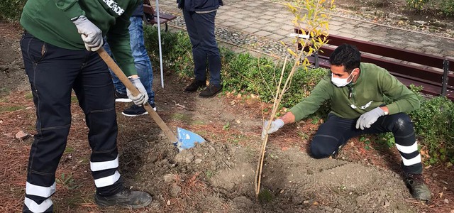 DUE ALBERI DI MELOGRANO PER SIMBOLEGGIARE LA DOTTRINA SOCIALE DELLA CHIESA