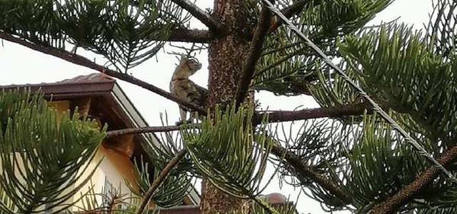Intervento dei vigili del fuoco per il salvataggio di due gattini (FOTO)