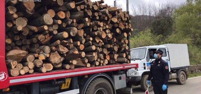 Sorpresi con la legna appena tagliata nel bosco, denunciati