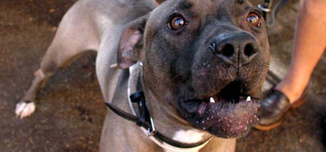 Aggredita da pitbull, donna ferita
