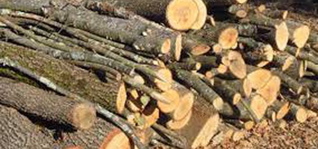 Taglio alberi e furto legname, 5 arresti