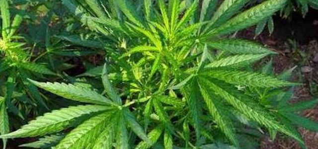 Carabinieri sequestrano droga nel reggino e a Lamezia