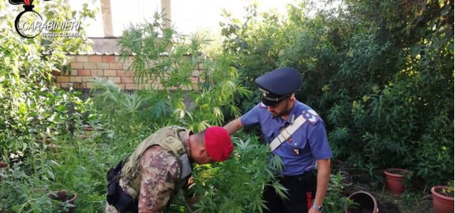 Trovata e distrutta piantagione di canapa indiana in un terreno demaniale