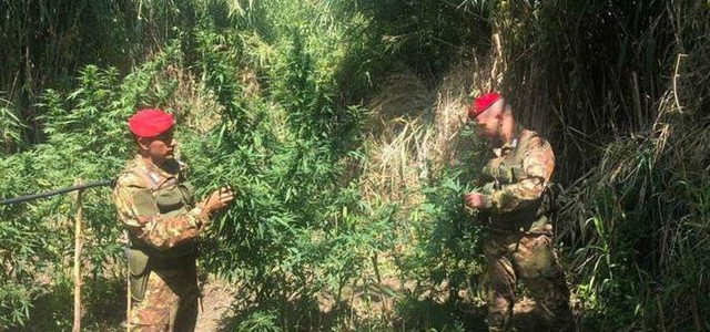 Piantagione di marijuana scoperta a Oppido Mamertina