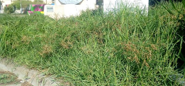 Giardini "Piero Ciampi" a Lido: un mese fa l'inaugurazione, è già erba alta