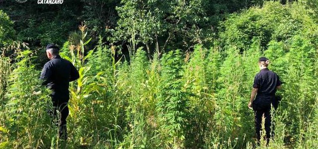 Scoperta piantagione di canapa, arrestato 65enne