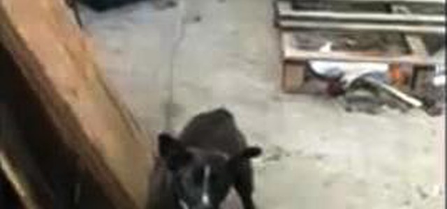 Maltrattamento animali e aggressione a pubblico ufficiale, due denunce e 6 cani sequestrati (VIDEO)
