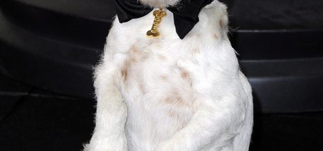 Uccide cagnolino del figlio lanciandolo dal settimo piano