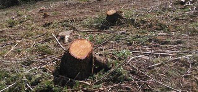 Tagliavano alberi area protetta, arresti