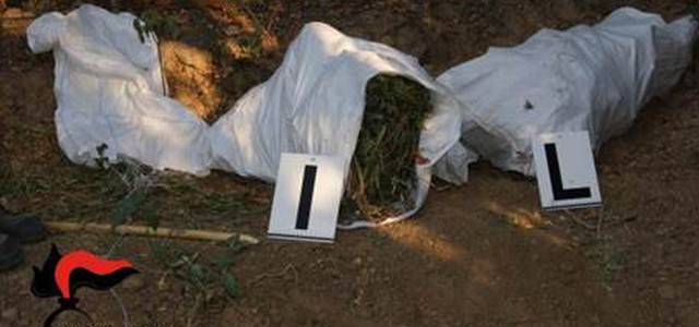 Trovate nel reggino 3 piantagioni canapa