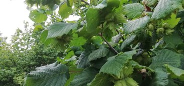 La nocciola calabrese vola al Vinitaly, Rotiroti: "Sostegno regionale decisivo. Tra qualità e quantità delle produzioni non c'è alcuna contrapposizione"