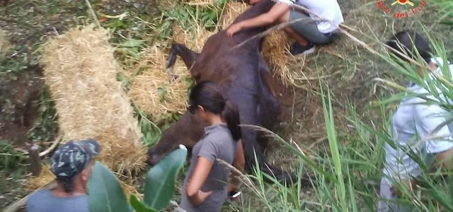 Cavallo scivola in dirupo, salvato