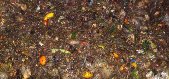 Rifiuti, quasi 5% plastica nell'organico raccolto in Italia